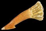 Fossil Sawfish (Onchopristis) Rostral Barb- Morocco #106393-1
